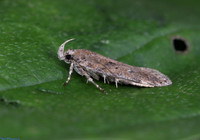 (35.095) Chionodes distinctella, SBBOT 1