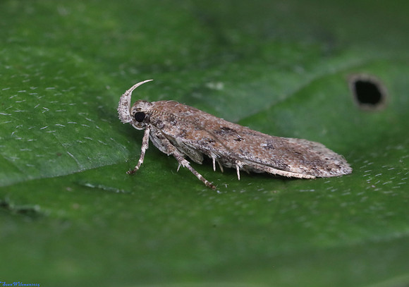 (35.095) Chionodes distinctella, SBBOT 1