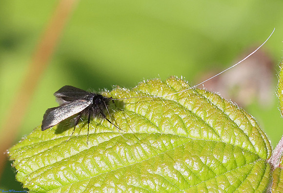(7.006) Adela reaumurella (MALE), HICK'S LODGE 4a