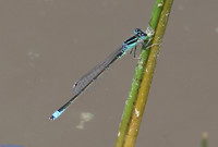 (19) SCARCE BLUE-TAILED DAMSELFLY (Ischnura pumilio, male), SBBOT 4a