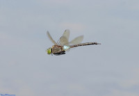 (30) LESSER EMPEROR (Anax parthenope, male), SBBOT 1a