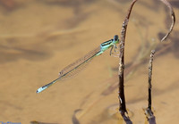 (19) SCARCE BLUE-TAILED DAMSELFLY (Ischnura pumilio, male), SBBOT 3 copy