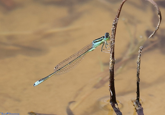 (19) SCARCE BLUE-TAILED DAMSELFLY (Ischnura pumilio, male), SBBOT 3 copy