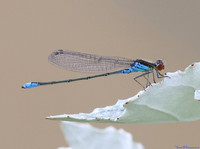 (17) SMALL RED-EYED DAMSELFLY, SBBOT 3
