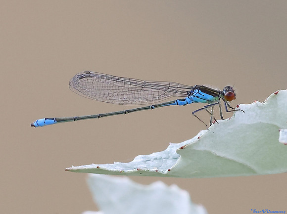 (17) SMALL RED-EYED DAMSELFLY, SBBOT 3
