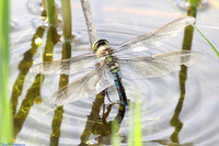 (29) EMPEROR (Anax imperator, female), SBBOT 1