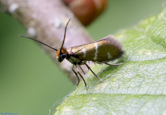 (1.004) Micropterix aruncella, WILLESLEY WOODSIDE