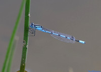 (15) COMMON BLUE DAMSELFLY (Enallagma cyathigerum, male), SBBOT