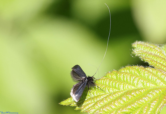 (7.006) Adela reaumurella (MALE), HICK'S LODGE 4b