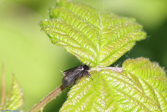 (7.006) Adela reaumurella (MALE), HICK'S LODGE 4