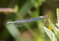 (14) DAINTY DAMSELFLY , SBBOT copy