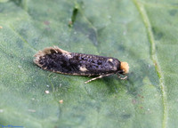 (12.036) SKIN MOTH (Monopis laevigella), SBBOT