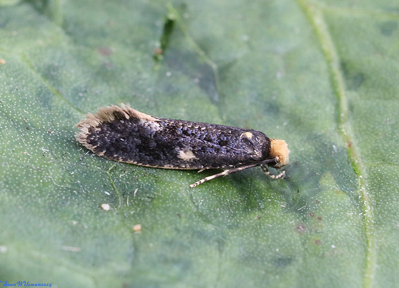 (12.036) SKIN MOTH (Monopis laevigella), SBBOT