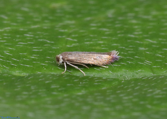 (4.058) Stigmella basiguttella, HICK'S LODGE 2