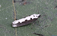 (33.006) Ethmia bipunctella, SBBOT