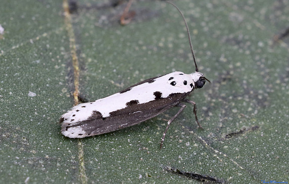 (33.006) Ethmia bipunctella, SBBOT
