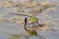 (29) EMPEROR (Anax imperator, female), SBBOT 1a