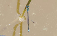 (19) SCARCE BLUE-TAILED DAMSELFLY (Ischnura pumilio, male), SBBOT 5