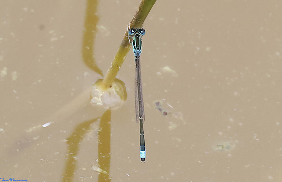 (19) SCARCE BLUE-TAILED DAMSELFLY (Ischnura pumilio, male), SBBOT 5