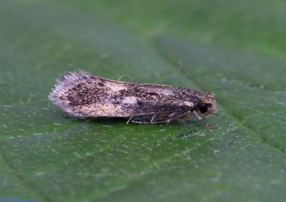 (12.034) BROWN-DOTTED CLOTHES MOTH (Niditinea fuscella), ASHBY DE LA ZOUCH