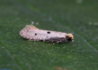 (12.033) Tinea trinotella, SBBOT