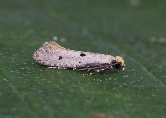 (12.033) Tinea trinotella, SBBOT
