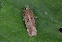 (35.095) Chionodes distinctella, SBBOT 1a