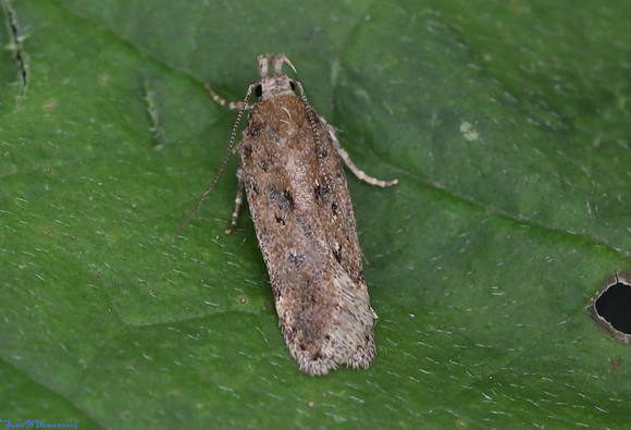 (35.095) Chionodes distinctella, SBBOT 1a