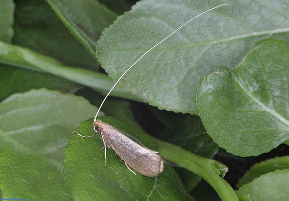 (7.015) Nematopogon swammerdamella, KATYN MEMORIAL, CANNOCK CHASE 1a